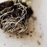 Close-up of plant roots entangled with soil on a light surface.